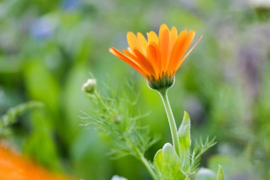 Almanya 'da yaz aylarında tarlalar güzel çiçek açan kadife çiçekleriyle doludur.. 