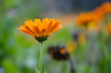 Almanya 'da yaz aylarında tarlalar güzel çiçek açan kadife çiçekleriyle doludur.. 