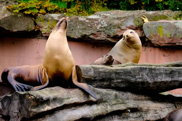 Jumping sea lions in a show at Nuremberg Zoo, taken in Germany on a sunny day.