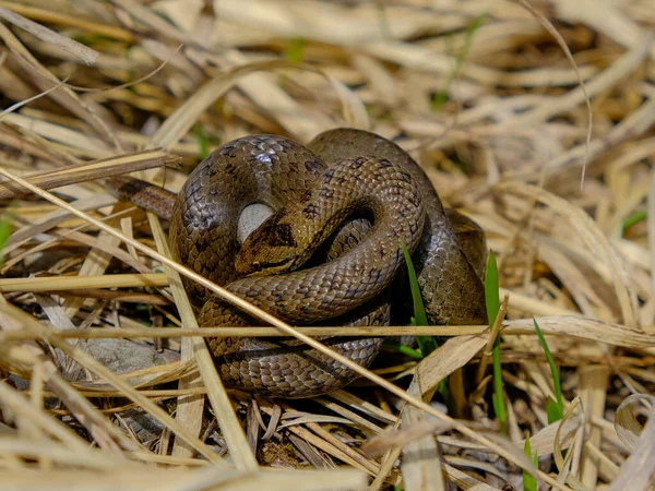 Young grass snake eating a slow worm, photographed in Germany on a sunny day.