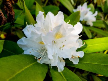 Yazın açan bir çiçeğin yakın çekimi. Bavyera 'nın bahçelerinde ve tarlalarında renkli, parlak ve arı dostu..