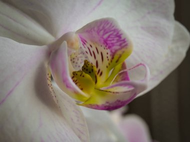 Yazın açan bir çiçeğin yakın çekimi. Bavyera 'nın bahçelerinde ve tarlalarında renkli, parlak ve arı dostu..