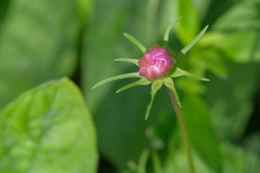 Yazın açan bir çiçeğin yakın çekimi. Bavyera 'nın bahçelerinde ve tarlalarında renkli, parlak ve arı dostu..