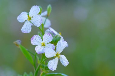 Yazın açan bir çiçeğin yakın çekimi. Bavyera 'nın bahçelerinde ve tarlalarında renkli, parlak ve arı dostu..