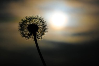 Yazın açan bir çiçeğin yakın çekimi. Bavyera 'nın bahçelerinde ve tarlalarında renkli, parlak ve arı dostu..