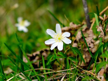 Yazın açan bir çiçeğin yakın çekimi. Bavyera 'nın bahçelerinde ve tarlalarında renkli, parlak ve arı dostu..