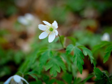 Yazın açan bir çiçeğin yakın çekimi. Bavyera 'nın bahçelerinde ve tarlalarında renkli, parlak ve arı dostu..