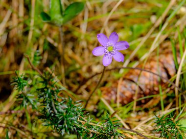 Yazın açan bir çiçeğin yakın çekimi. Bavyera 'nın bahçelerinde ve tarlalarında renkli, parlak ve arı dostu..