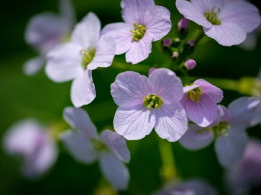 Yazın açan bir çiçeğin yakın çekimi. Bavyera 'nın bahçelerinde ve tarlalarında renkli, parlak ve arı dostu..