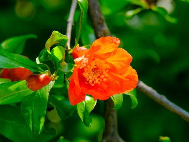 Yazın açan bir çiçeğin yakın çekimi. Bavyera 'nın bahçelerinde ve tarlalarında renkli, parlak ve arı dostu..