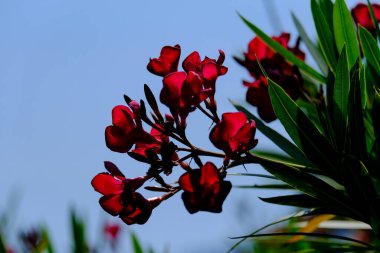 Yazın açan bir çiçeğin yakın çekimi. Bavyera 'nın bahçelerinde ve tarlalarında renkli, parlak ve arı dostu..