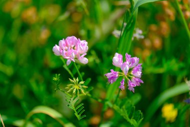 Yazın açan bir çiçeğin yakın çekimi. Bavyera 'nın bahçelerinde ve tarlalarında renkli, parlak ve arı dostu..