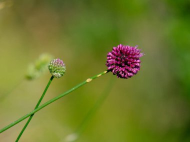 Yazın açan bir çiçeğin yakın çekimi. Bavyera 'nın bahçelerinde ve tarlalarında renkli, parlak ve arı dostu..