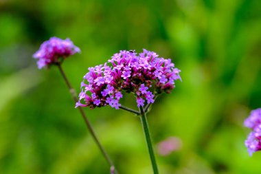 Yazın açan bir çiçeğin yakın çekimi. Bavyera 'nın bahçelerinde ve tarlalarında renkli, parlak ve arı dostu..