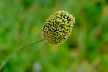 Yazın açan bir çiçeğin yakın çekimi. Bavyera 'nın bahçelerinde ve tarlalarında renkli, parlak ve arı dostu..