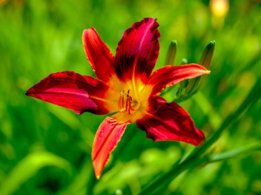 Yazın açan bir çiçeğin yakın çekimi. Bavyera 'nın bahçelerinde ve tarlalarında renkli, parlak ve arı dostu..