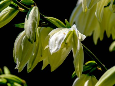Yazın açan bir çiçeğin yakın çekimi. Bavyera 'nın bahçelerinde ve tarlalarında renkli, parlak ve arı dostu..