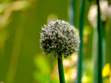 Yazın açan bir çiçeğin yakın çekimi. Bavyera 'nın bahçelerinde ve tarlalarında renkli, parlak ve arı dostu..