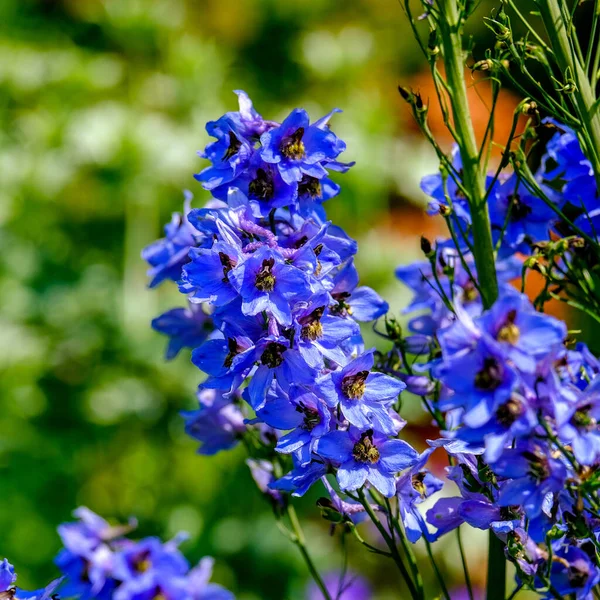 Yazın açan bir çiçeğin yakın çekimi. Bavyera 'nın bahçelerinde ve tarlalarında renkli, parlak ve arı dostu..