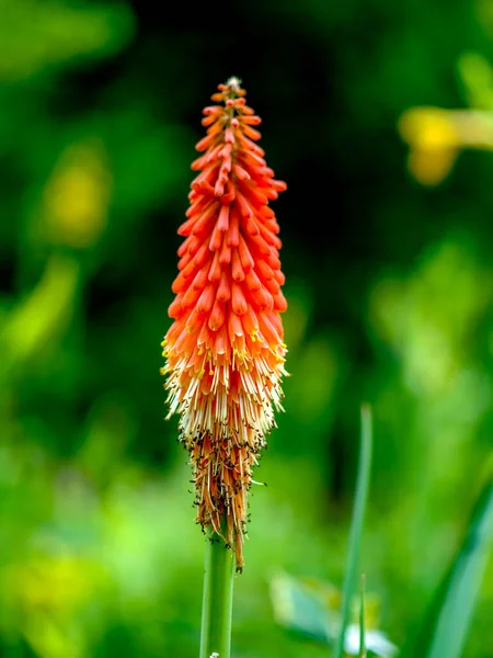 Yazın açan bir çiçeğin yakın çekimi. Bavyera 'nın bahçelerinde ve tarlalarında renkli, parlak ve arı dostu..
