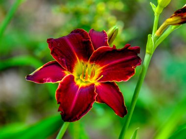 Yazın açan bir çiçeğin yakın çekimi. Bavyera 'nın bahçelerinde ve tarlalarında renkli, parlak ve arı dostu..