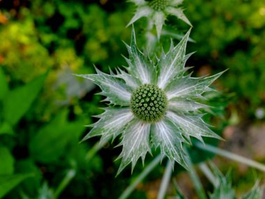 Yazın açan bir çiçeğin yakın çekimi. Bavyera 'nın bahçelerinde ve tarlalarında renkli, parlak ve arı dostu..