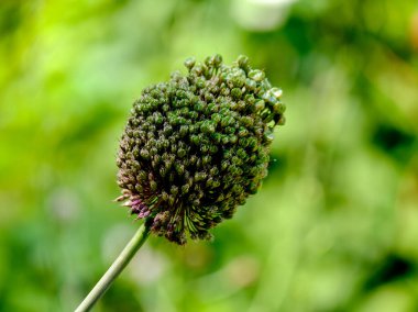 Yazın açan bir çiçeğin yakın çekimi. Bavyera 'nın bahçelerinde ve tarlalarında renkli, parlak ve arı dostu..