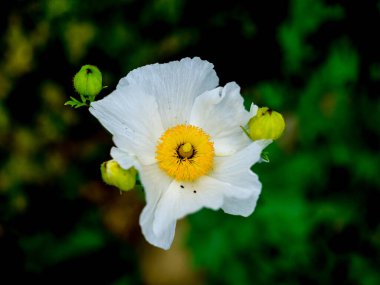 Yazın açan bir çiçeğin yakın çekimi. Bavyera 'nın bahçelerinde ve tarlalarında renkli, parlak ve arı dostu..