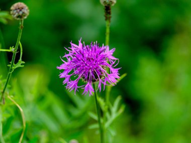 Yazın açan bir çiçeğin yakın çekimi. Bavyera 'nın bahçelerinde ve tarlalarında renkli, parlak ve arı dostu..