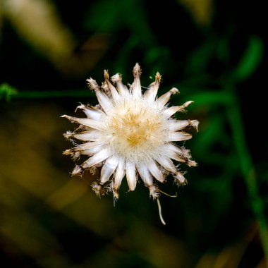 Yazın açan bir çiçeğin yakın çekimi. Bavyera 'nın bahçelerinde ve tarlalarında renkli, parlak ve arı dostu..