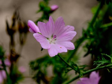 Yazın açan bir çiçeğin yakın çekimi. Bavyera 'nın bahçelerinde ve tarlalarında renkli, parlak ve arı dostu..