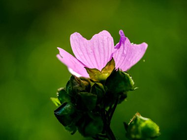 Yazın açan bir çiçeğin yakın çekimi. Bavyera 'nın bahçelerinde ve tarlalarında renkli, parlak ve arı dostu..