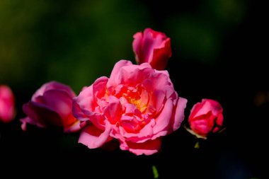 Yazın açan bir çiçeğin yakın çekimi. Bavyera 'nın bahçelerinde ve tarlalarında renkli, parlak ve arı dostu..