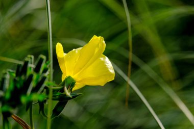 Yazın açan bir çiçeğin yakın çekimi. Bavyera 'nın bahçelerinde ve tarlalarında renkli, parlak ve arı dostu..