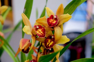 Yazın açan bir çiçeğin yakın çekimi. Bavyera 'nın bahçelerinde ve tarlalarında renkli, parlak ve arı dostu..