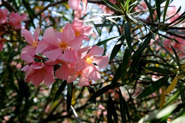Yazın açan bir çiçeğin yakın çekimi. Bavyera 'nın bahçelerinde ve tarlalarında renkli, parlak ve arı dostu..