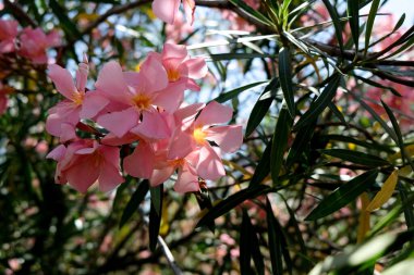 Yazın açan bir çiçeğin yakın çekimi. Bavyera 'nın bahçelerinde ve tarlalarında renkli, parlak ve arı dostu..