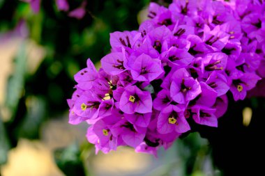 Yazın açan bir çiçeğin yakın çekimi. Bavyera 'nın bahçelerinde ve tarlalarında renkli, parlak ve arı dostu..