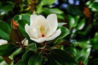 Yazın açan bir çiçeğin yakın çekimi. Bavyera 'nın bahçelerinde ve tarlalarında renkli, parlak ve arı dostu..