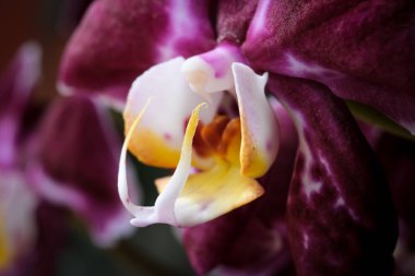 Yazın açan bir çiçeğin yakın çekimi. Bavyera 'nın bahçelerinde ve tarlalarında renkli, parlak ve arı dostu..