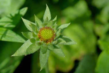 Yazın açan bir çiçeğin yakın çekimi. Bavyera 'nın bahçelerinde ve tarlalarında renkli, parlak ve arı dostu..
