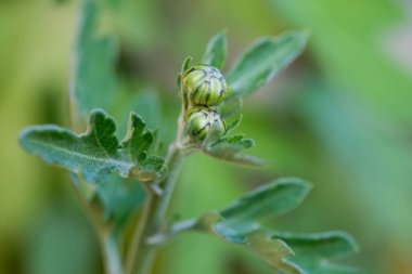 Yazın açan bir çiçeğin yakın çekimi. Bavyera 'nın bahçelerinde ve tarlalarında renkli, parlak ve arı dostu..