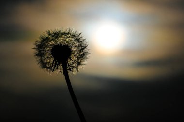 Yazın açan bir çiçeğin yakın çekimi. Bavyera 'nın bahçelerinde ve tarlalarında renkli, parlak ve arı dostu..