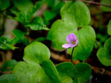Yazın açan bir çiçeğin yakın çekimi. Bavyera 'nın bahçelerinde ve tarlalarında renkli, parlak ve arı dostu..
