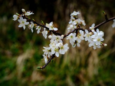 Yazın açan bir çiçeğin yakın çekimi. Bavyera 'nın bahçelerinde ve tarlalarında renkli, parlak ve arı dostu..