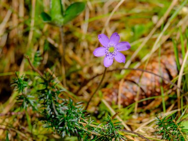 Yazın açan bir çiçeğin yakın çekimi. Bavyera 'nın bahçelerinde ve tarlalarında renkli, parlak ve arı dostu..