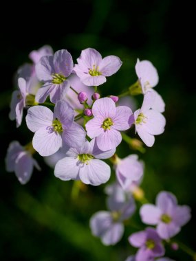 Yazın açan bir çiçeğin yakın çekimi. Bavyera 'nın bahçelerinde ve tarlalarında renkli, parlak ve arı dostu..