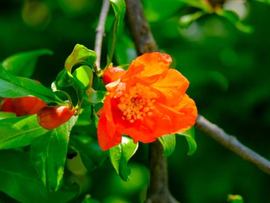 Yazın açan bir çiçeğin yakın çekimi. Bavyera 'nın bahçelerinde ve tarlalarında renkli, parlak ve arı dostu..