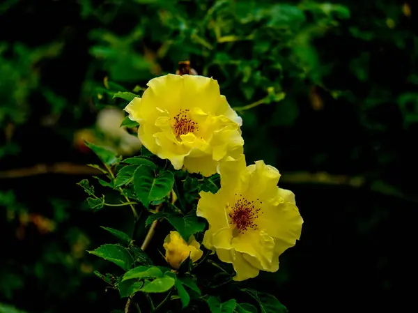 Yazın açan bir çiçeğin yakın çekimi. Bavyera 'nın bahçelerinde ve tarlalarında renkli, parlak ve arı dostu..