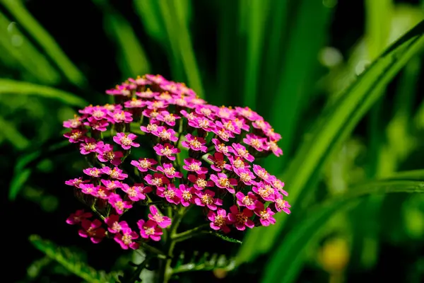 Stock image Close-up of a flower in bloom in summer. Colourful, bright and bee-friendly in the gardens and fields of Bavaria.